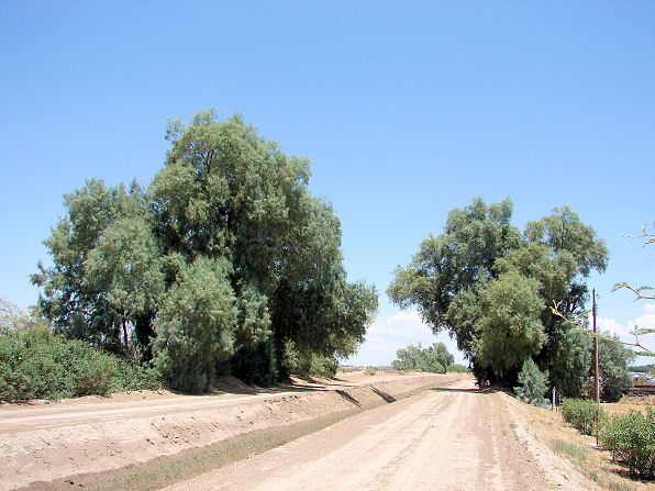 معرفی و راهنمای پرورش درختان زینتی - درخت گز آتِل